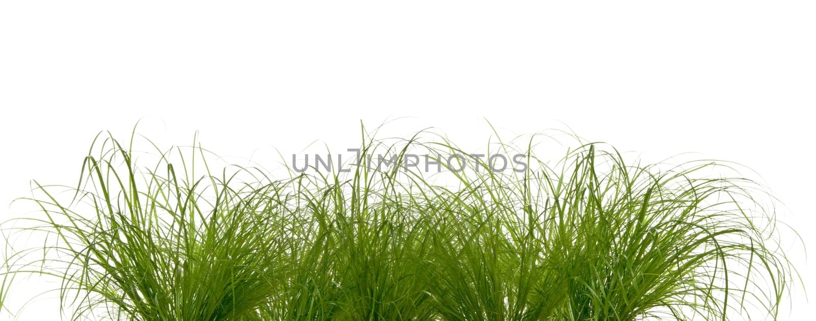 Grass