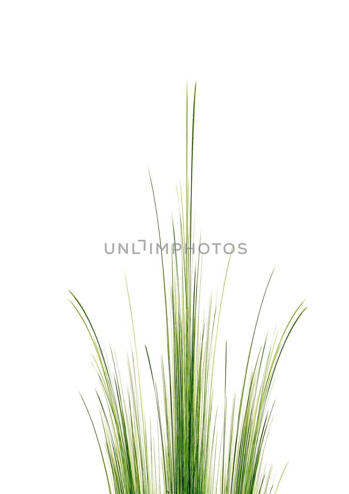 Grass