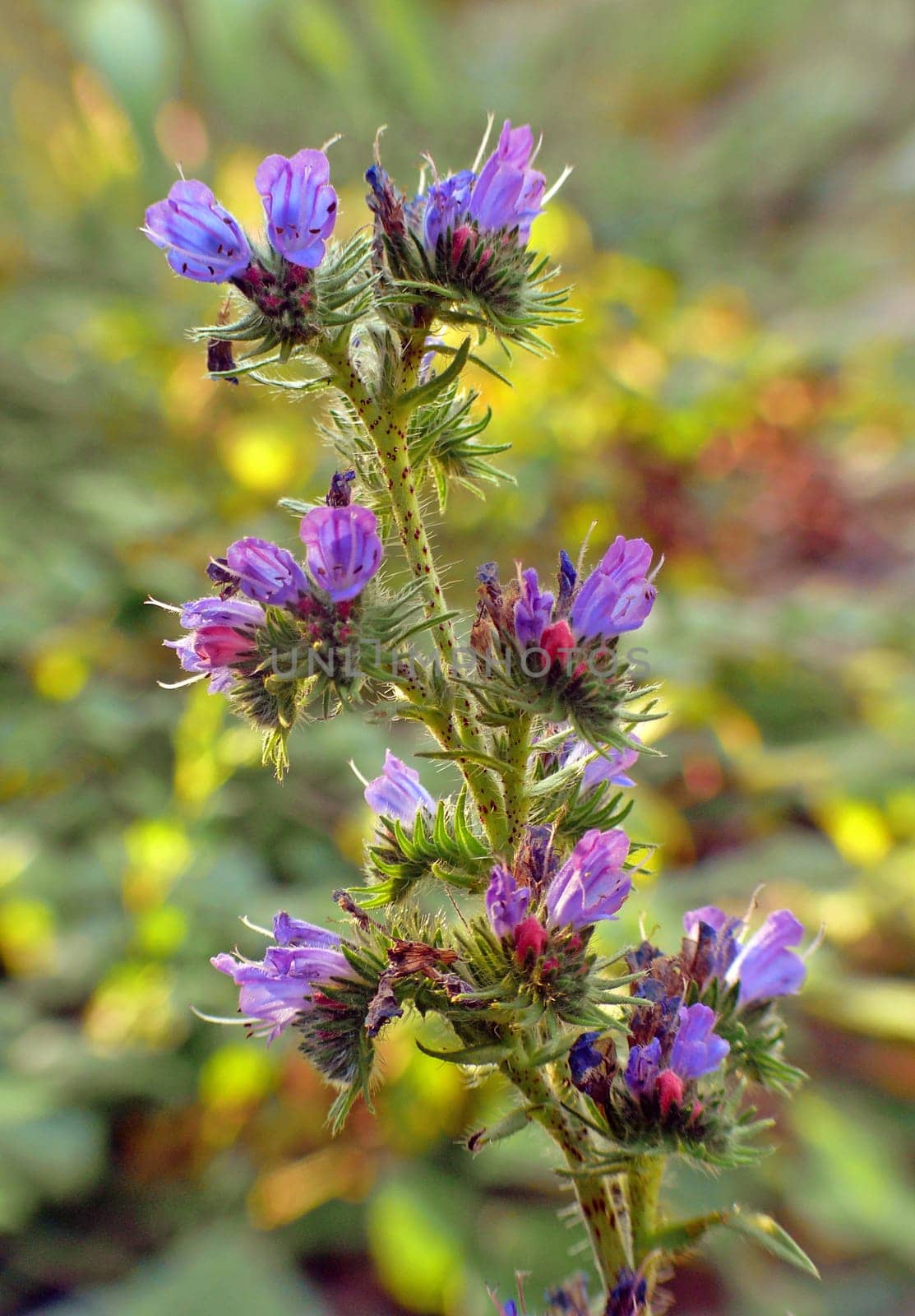 Echium vulgare - an ornamental plant of the wasteland and roadsides. The viper's head is closely related to borage,lungwort and comfrey.