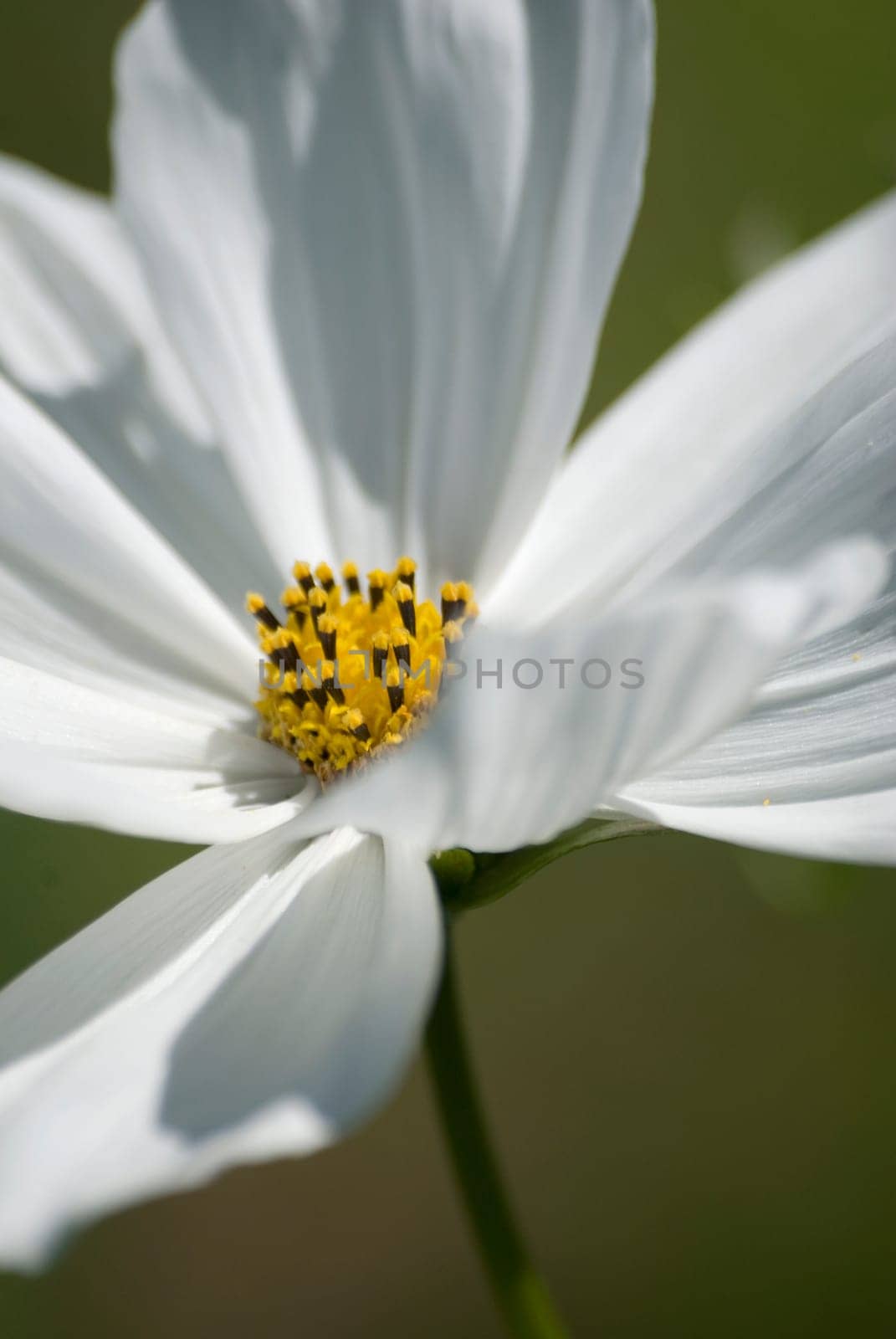 Margaritte close-up