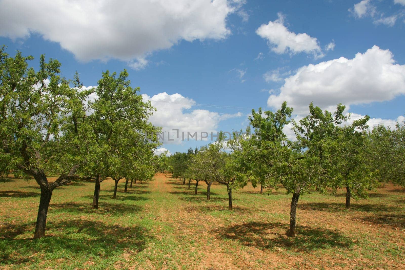 Almond Plantation