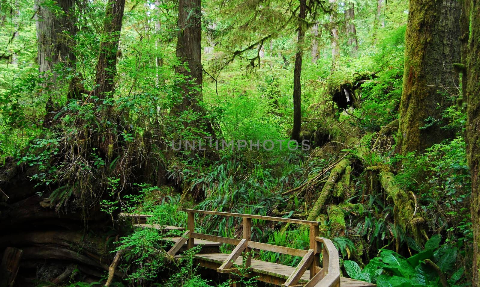 In the rainforest