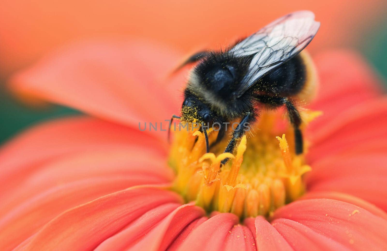 Bumblebee Bumblebee