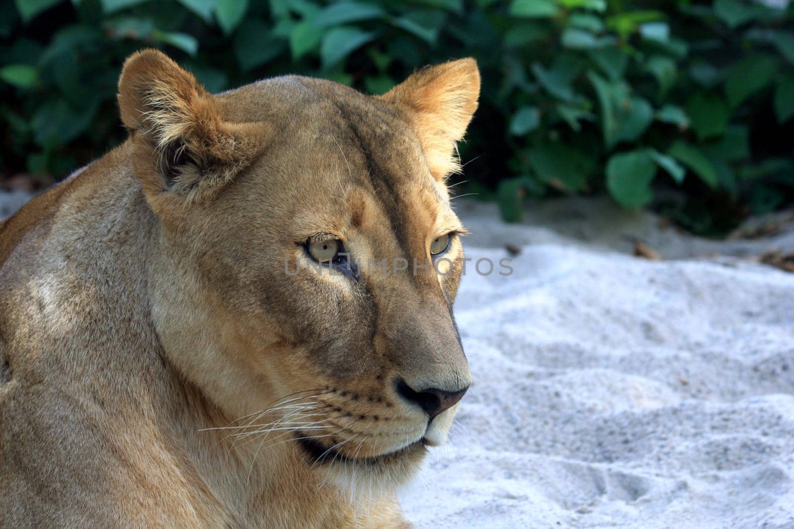 LionLady