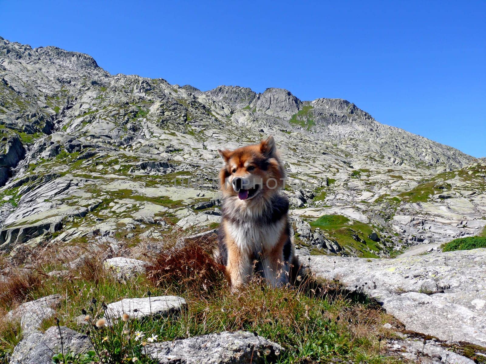Dog's life alpine