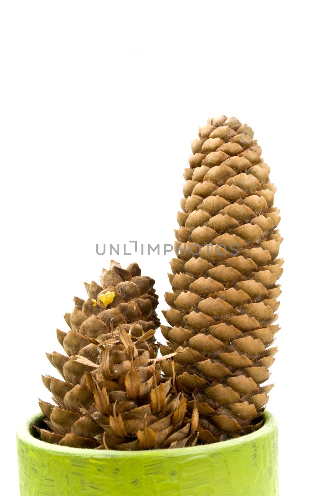 Pinecone isolated on white