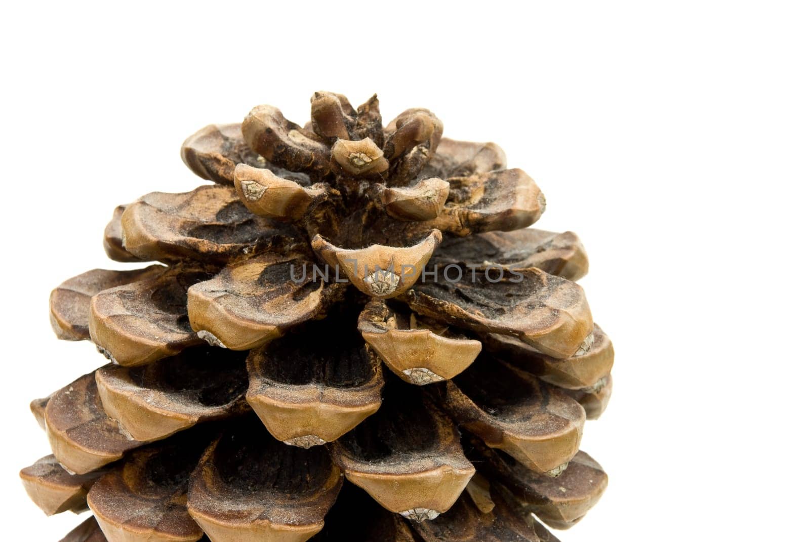 Pinecone isolated on white