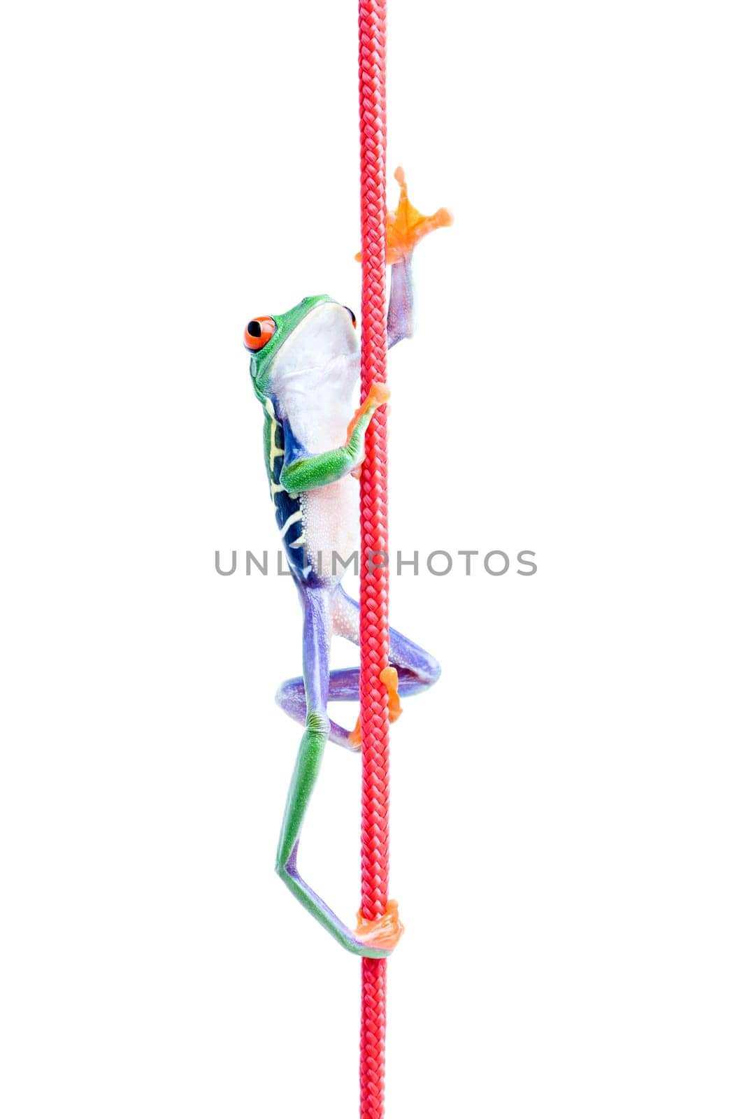frog climbing up rope isolated