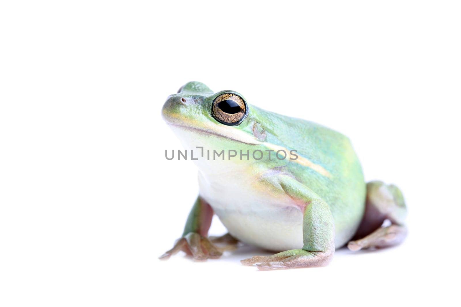 fat frog isolated