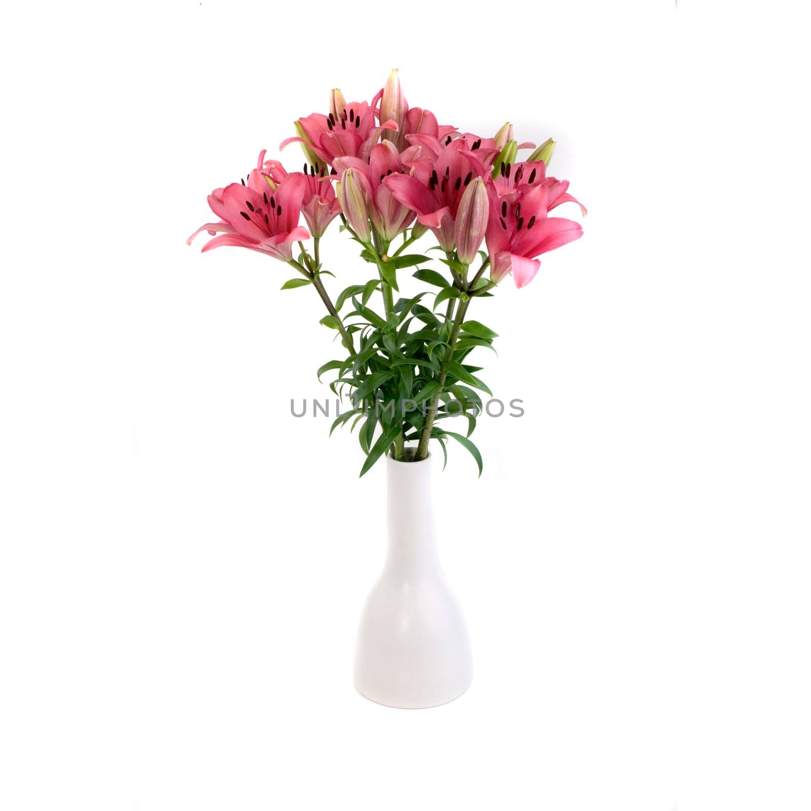 Pink Lilies