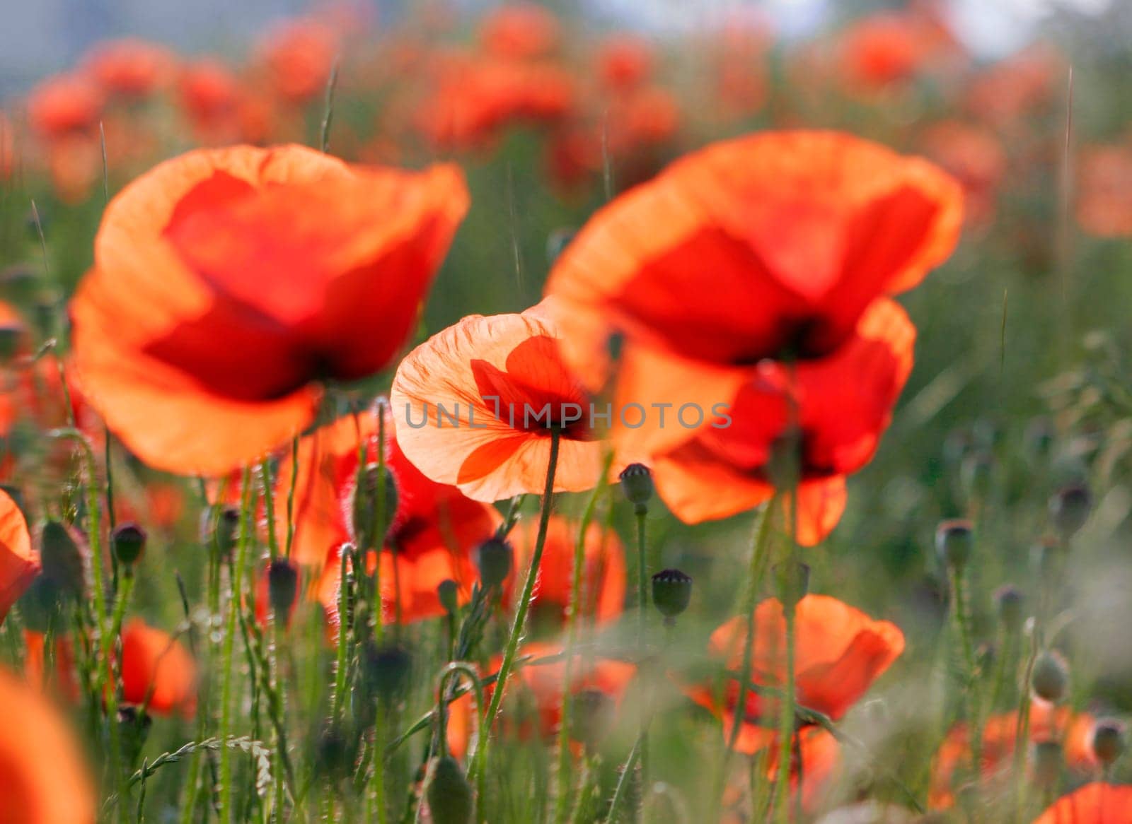 poppies