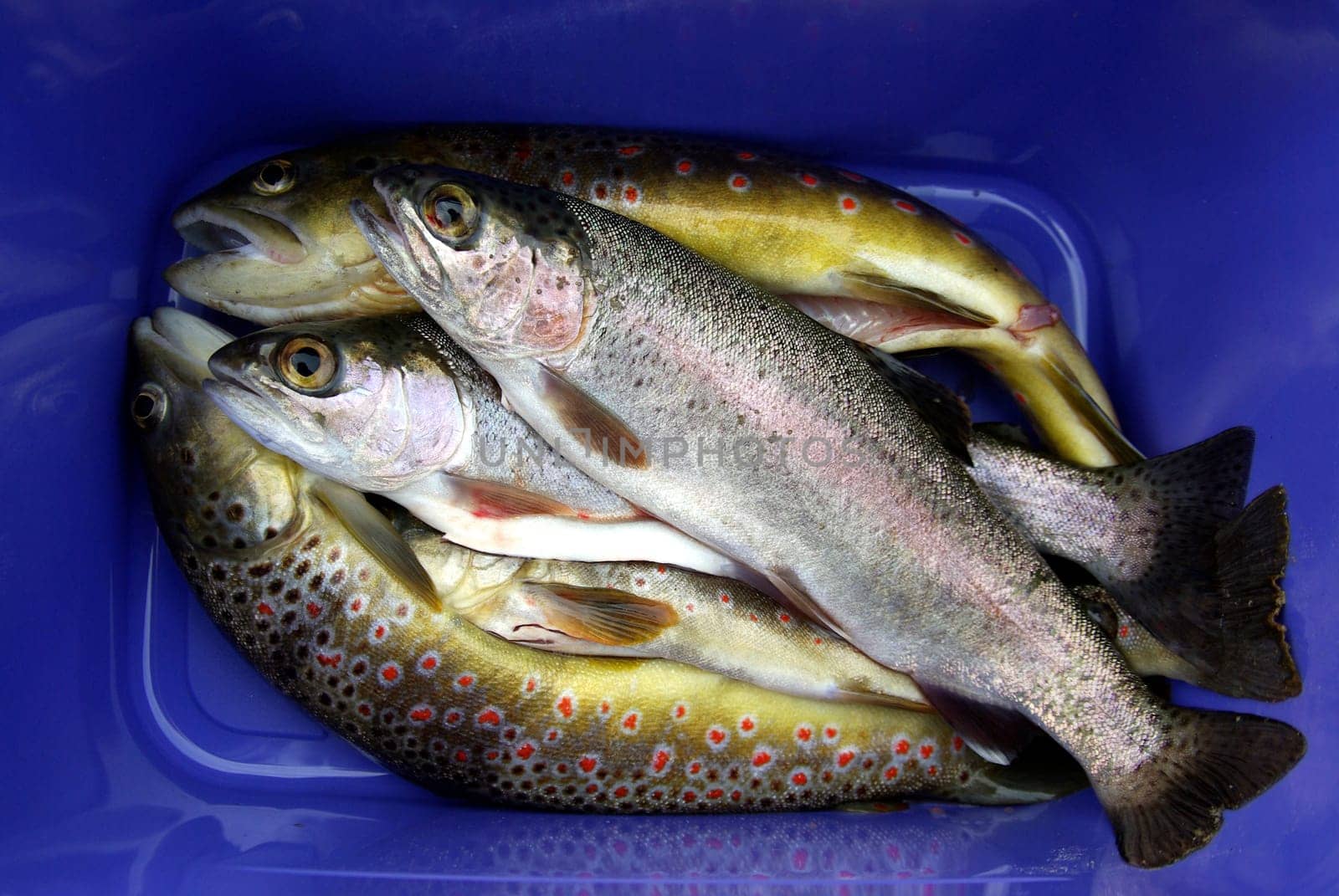 Fishing