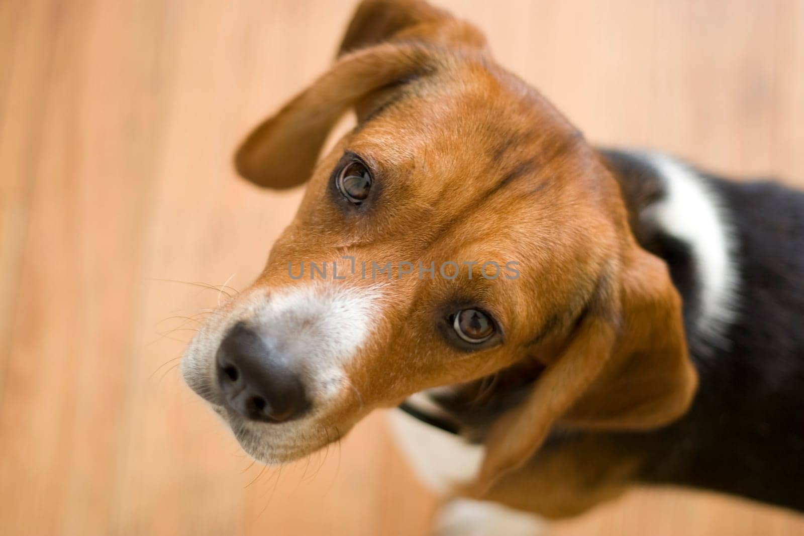 Cute Beagle Dog