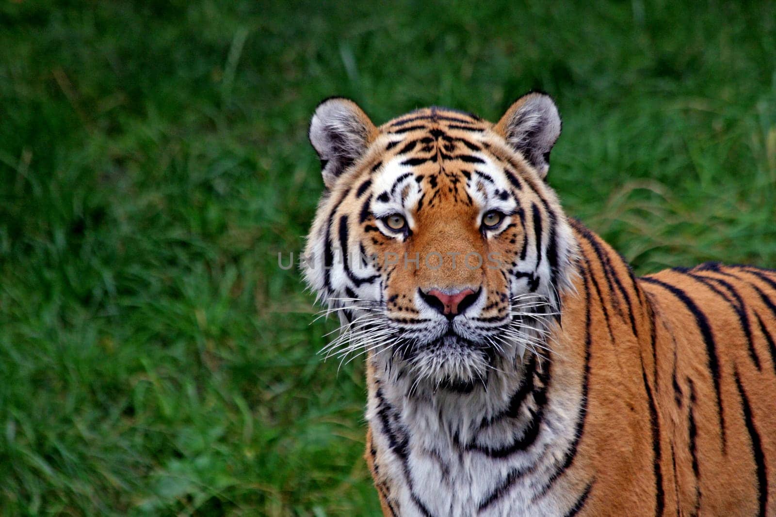 TigerPortrait