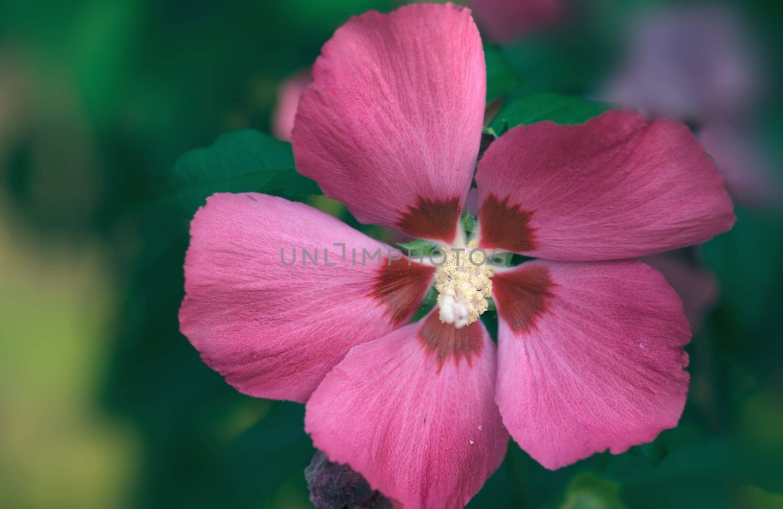 My hibiscus blooms and blooms