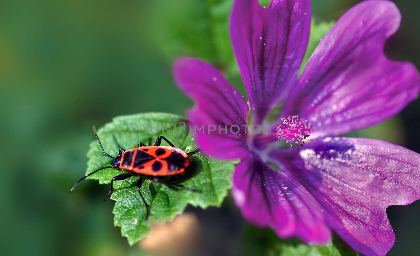 Firebug on wild mallow