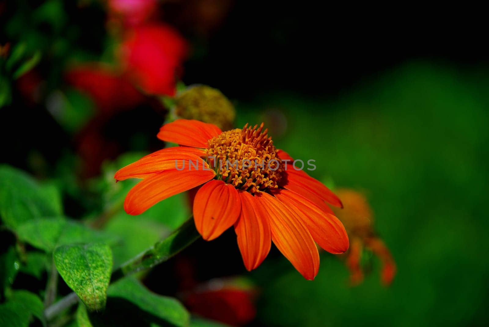 Mexican Sunflower
