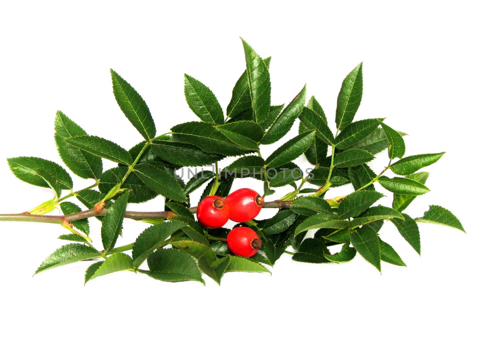 Sprig with rose hips