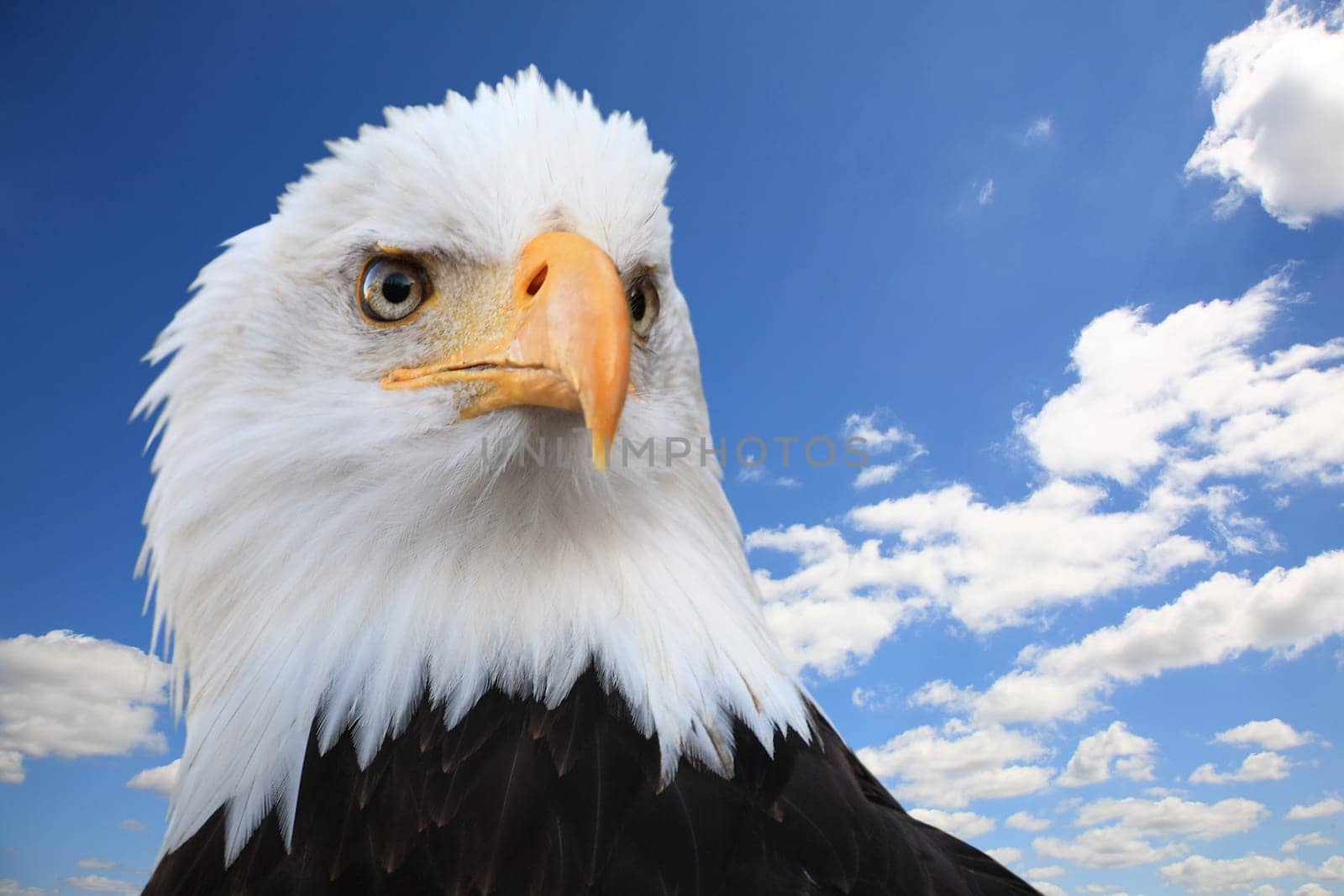 Bald eagle (Haliaeetus leucocephalus)