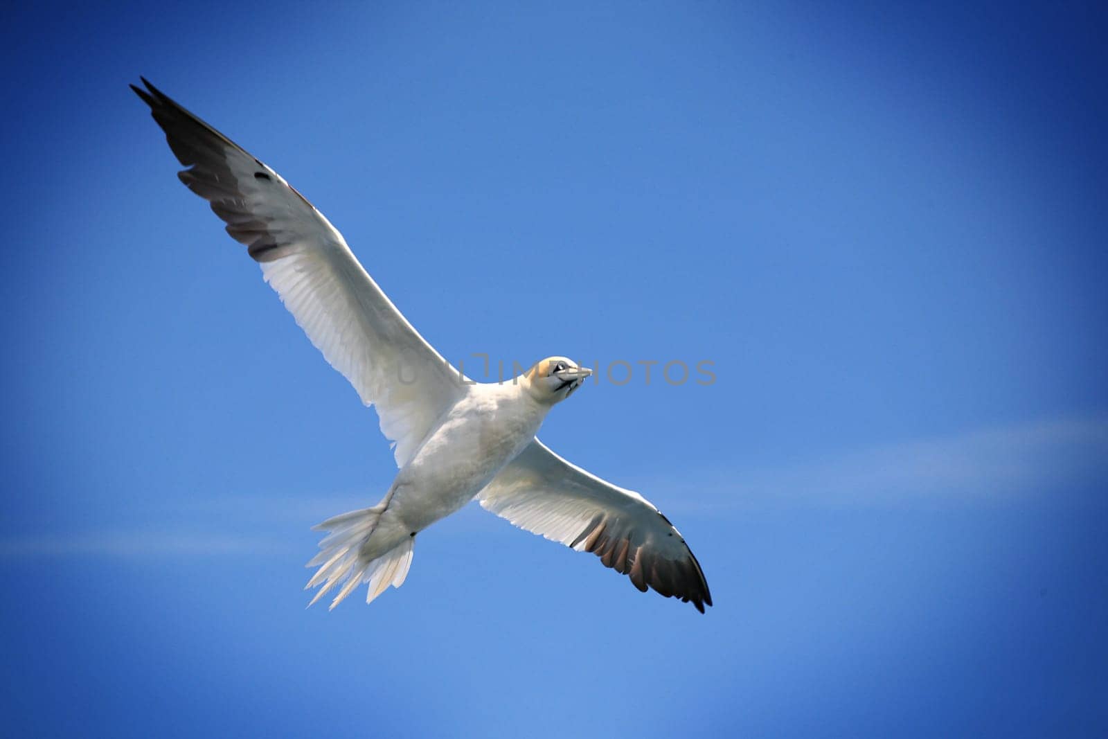 Flying Northern gannet