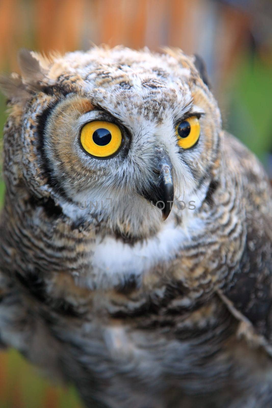 Owl