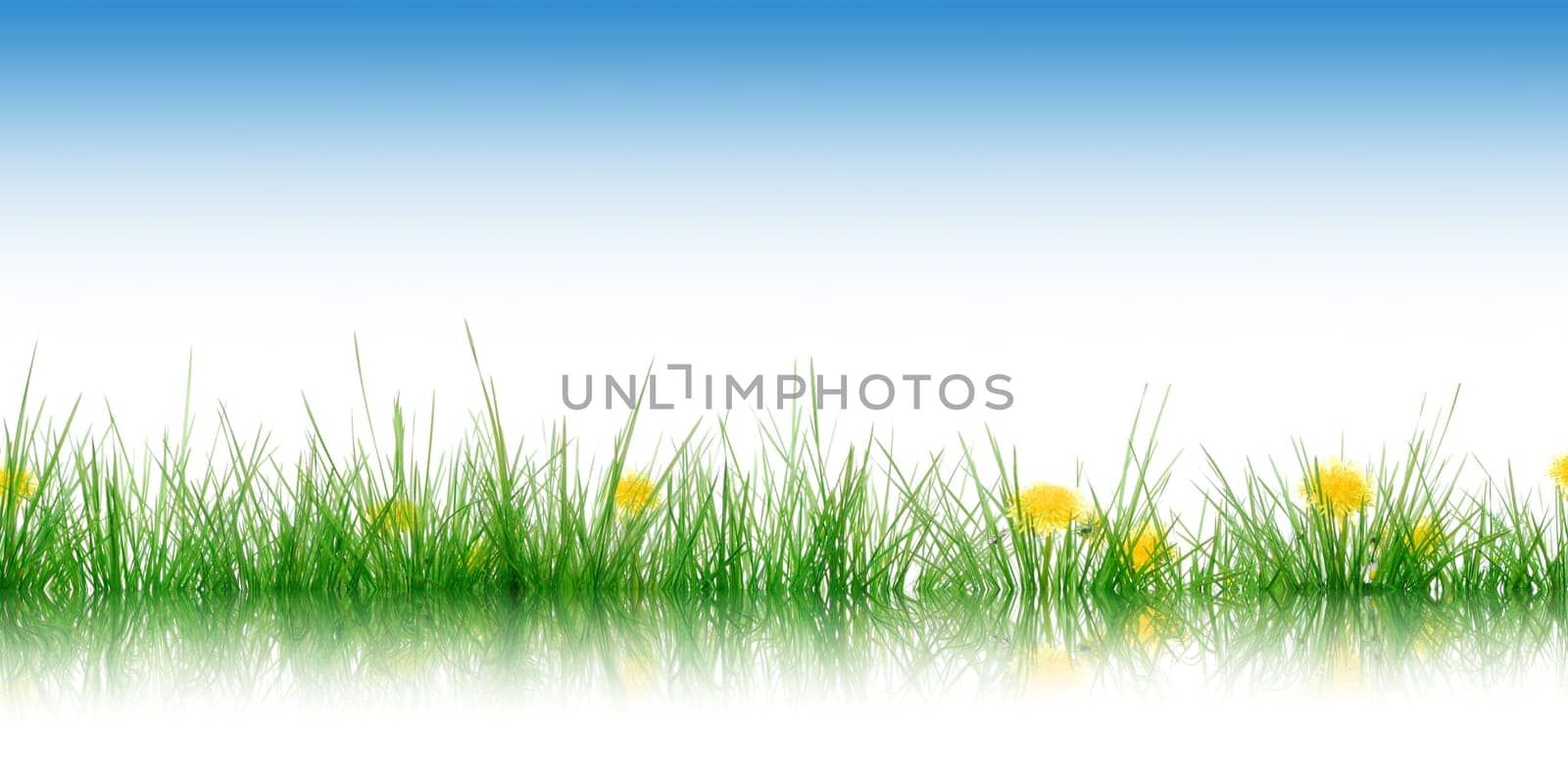 Grass