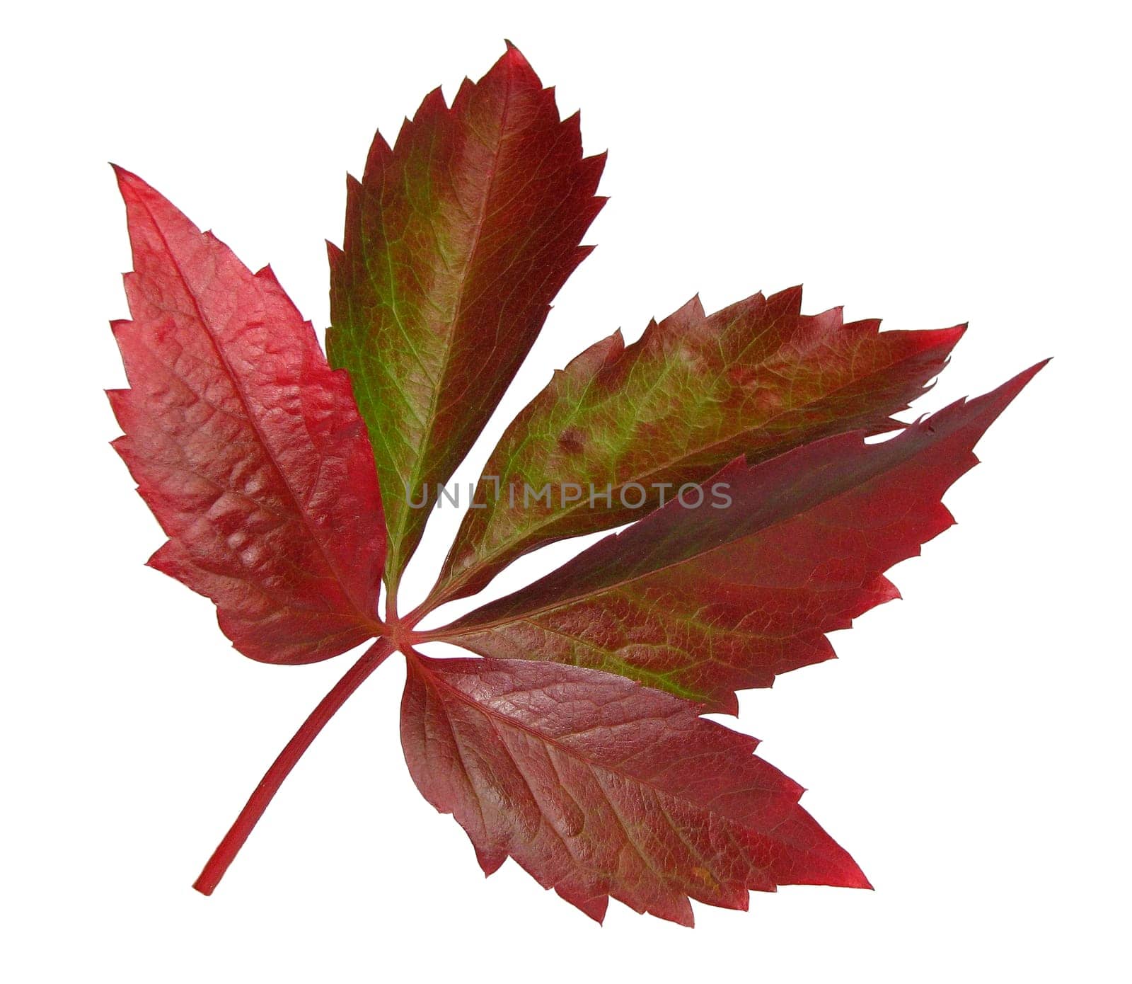 Leaf in Autumn Wild Wine