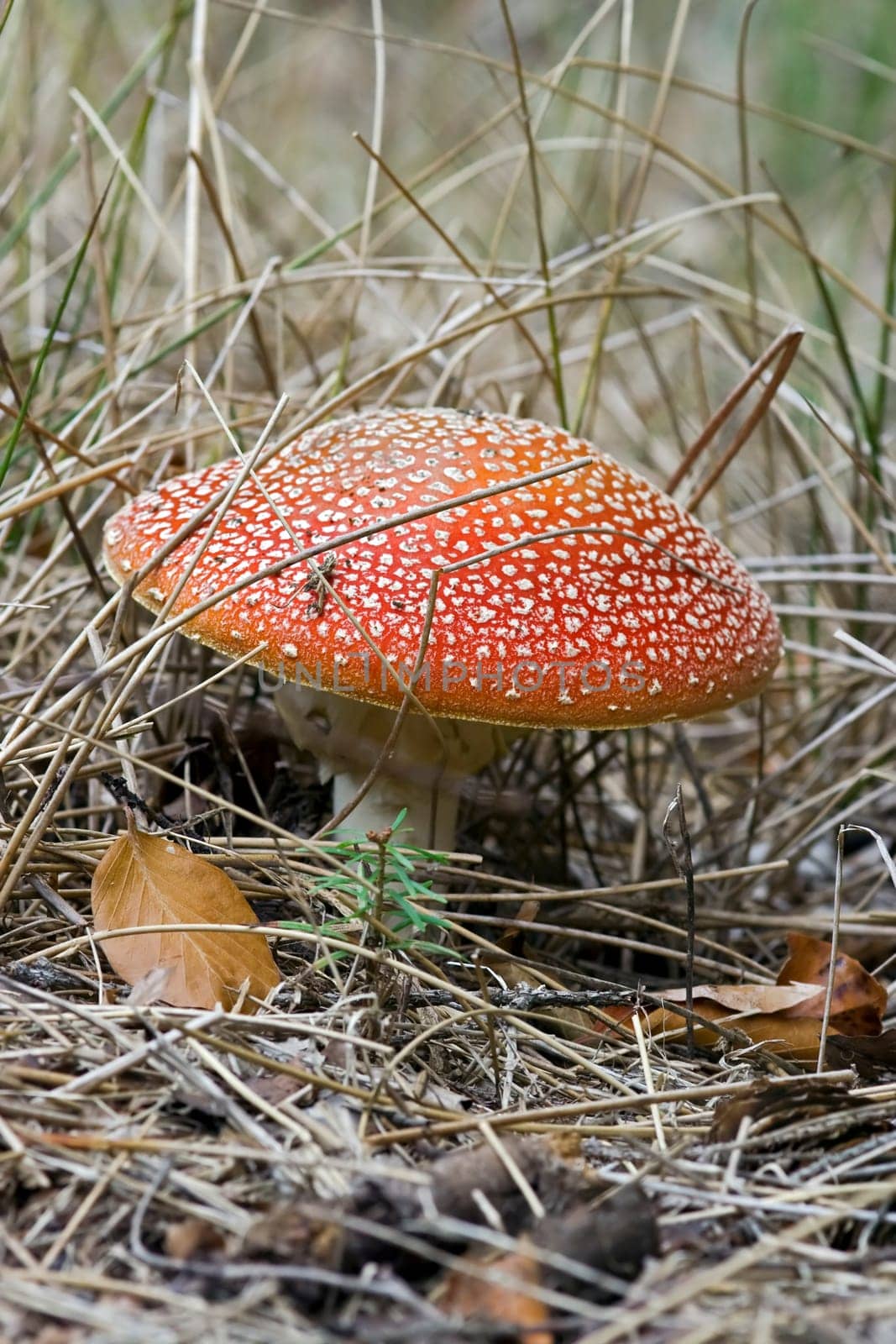 bug agaric