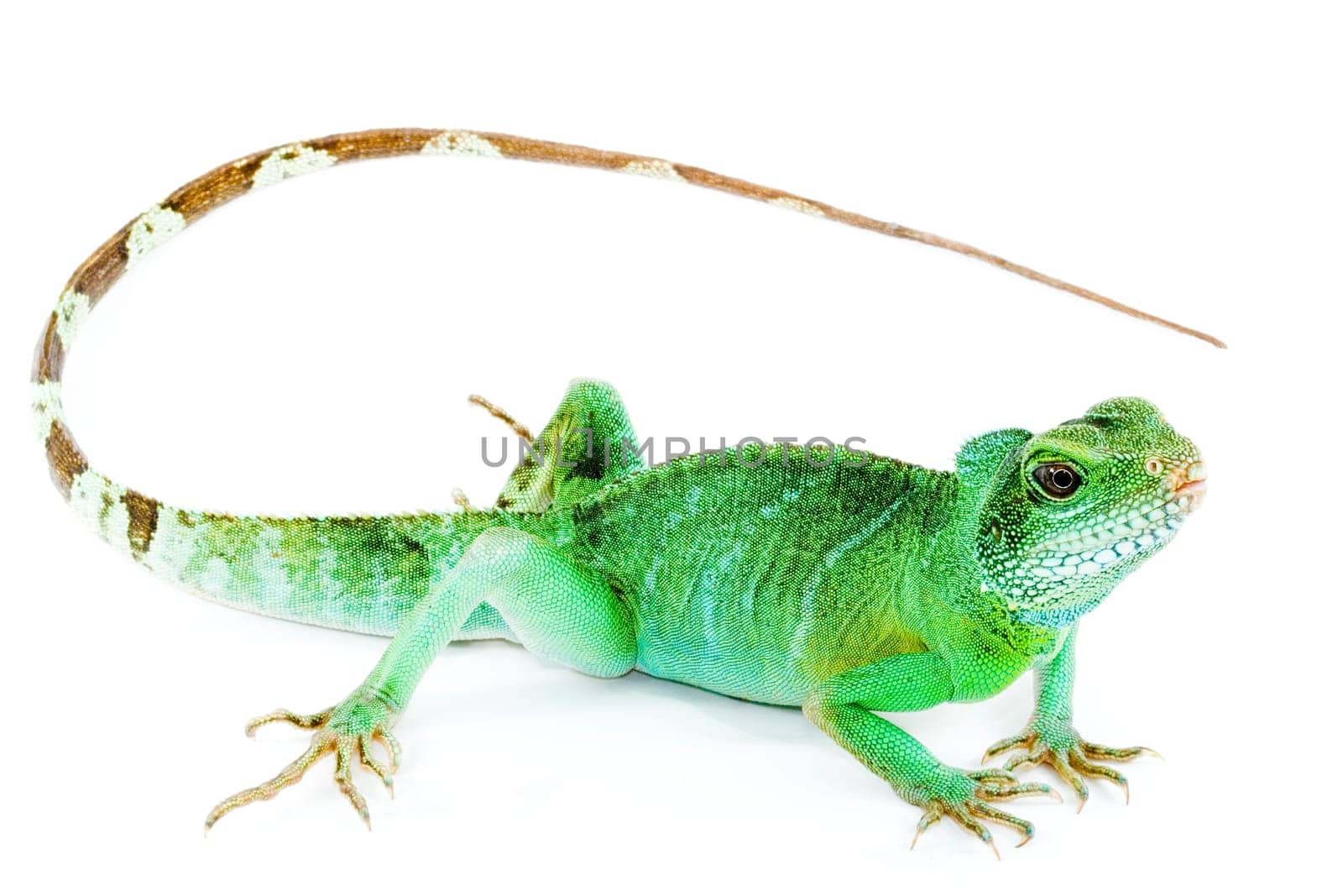 Physignathus cocincinus