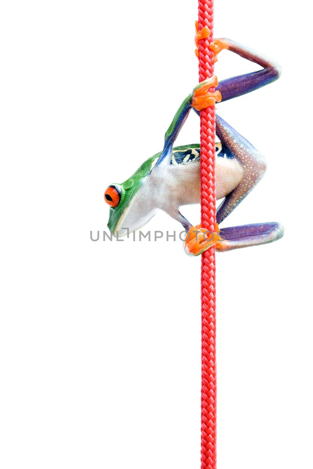 frog climbing rope isolated on white