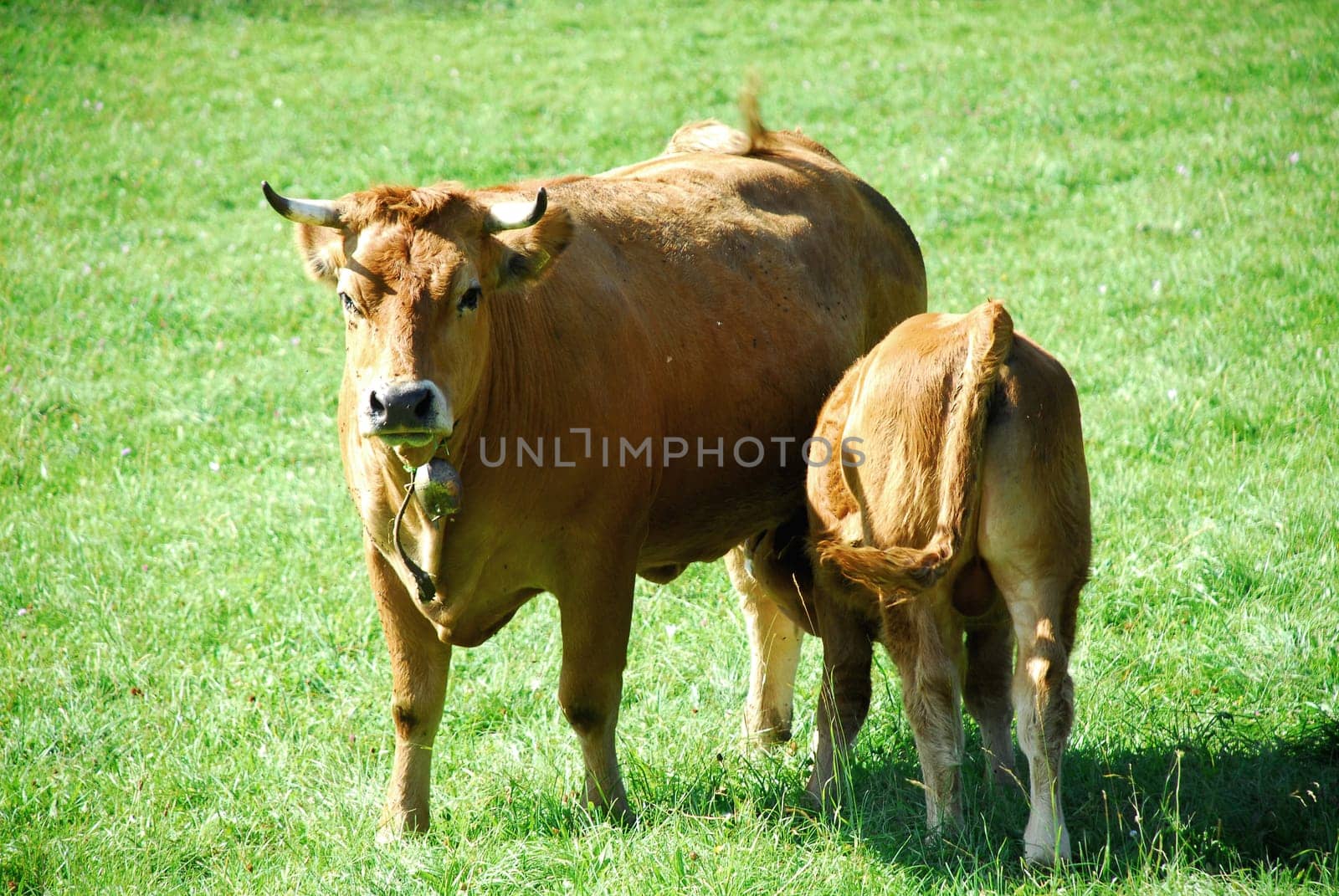 Suckler cow and calf
