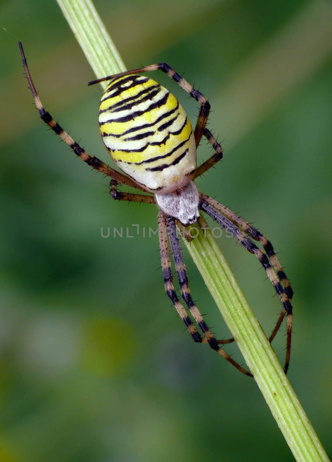 Argiope bruennichi