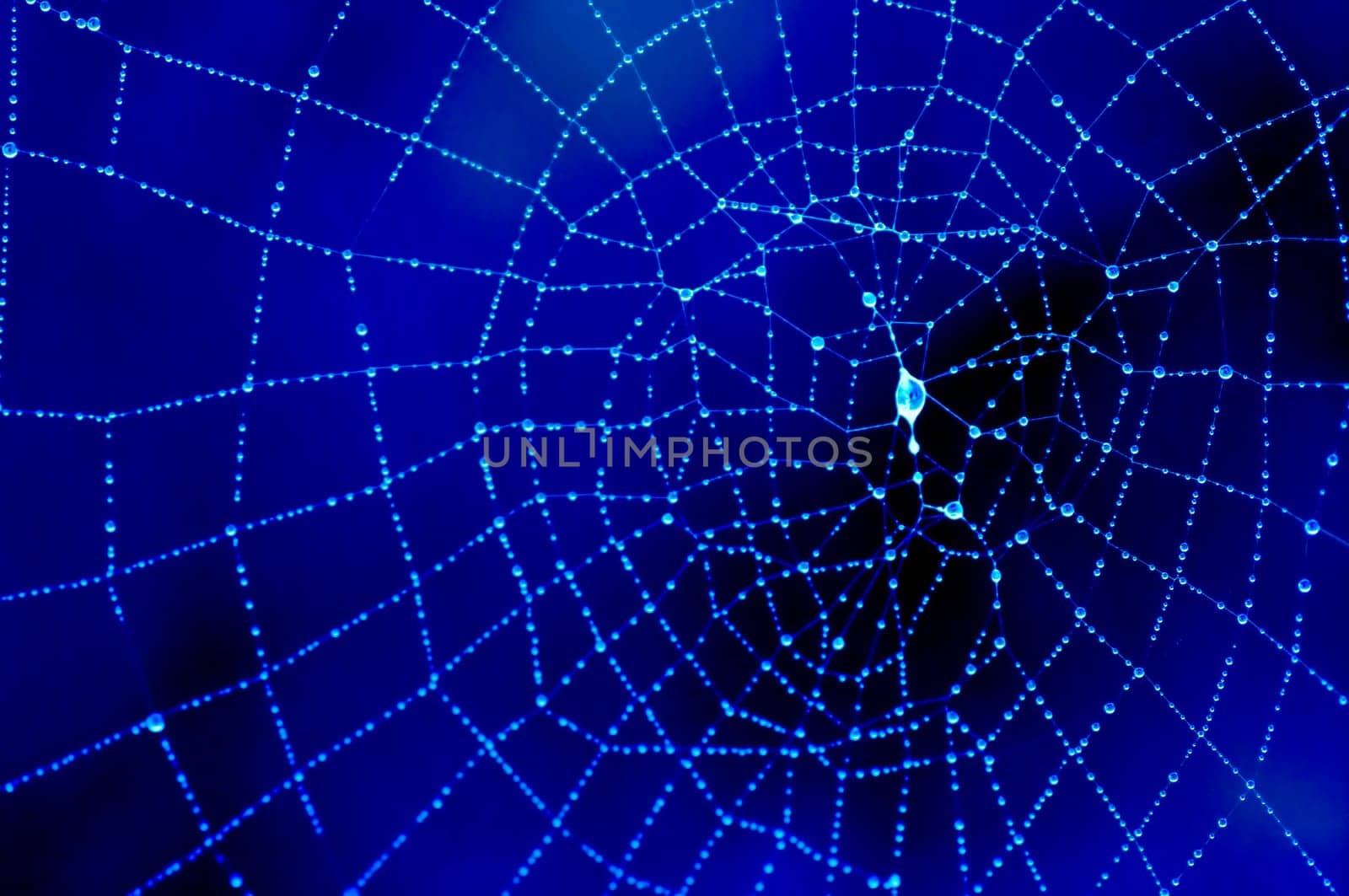 dewy cobweb in blue