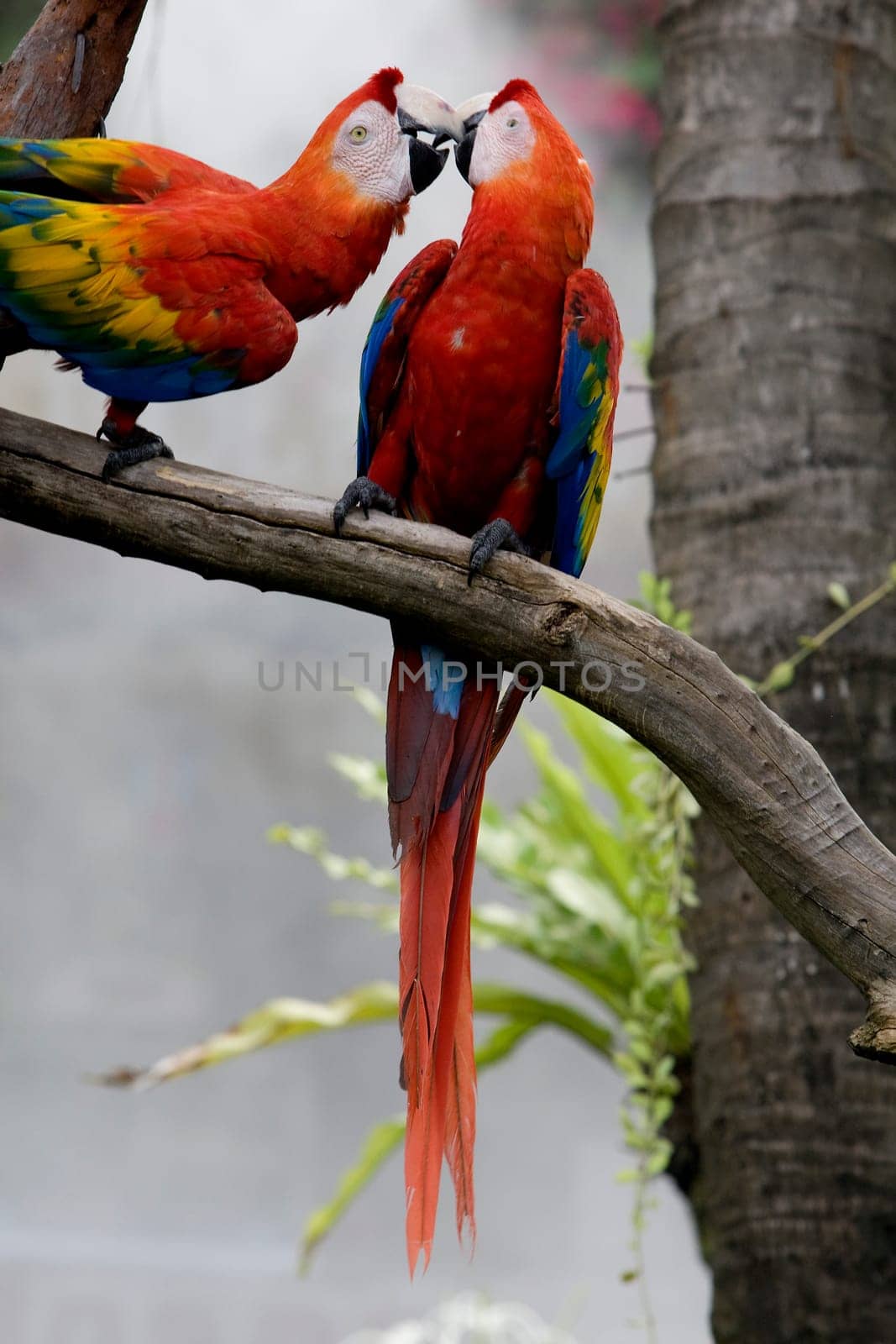 Magnificent parrot outdoors