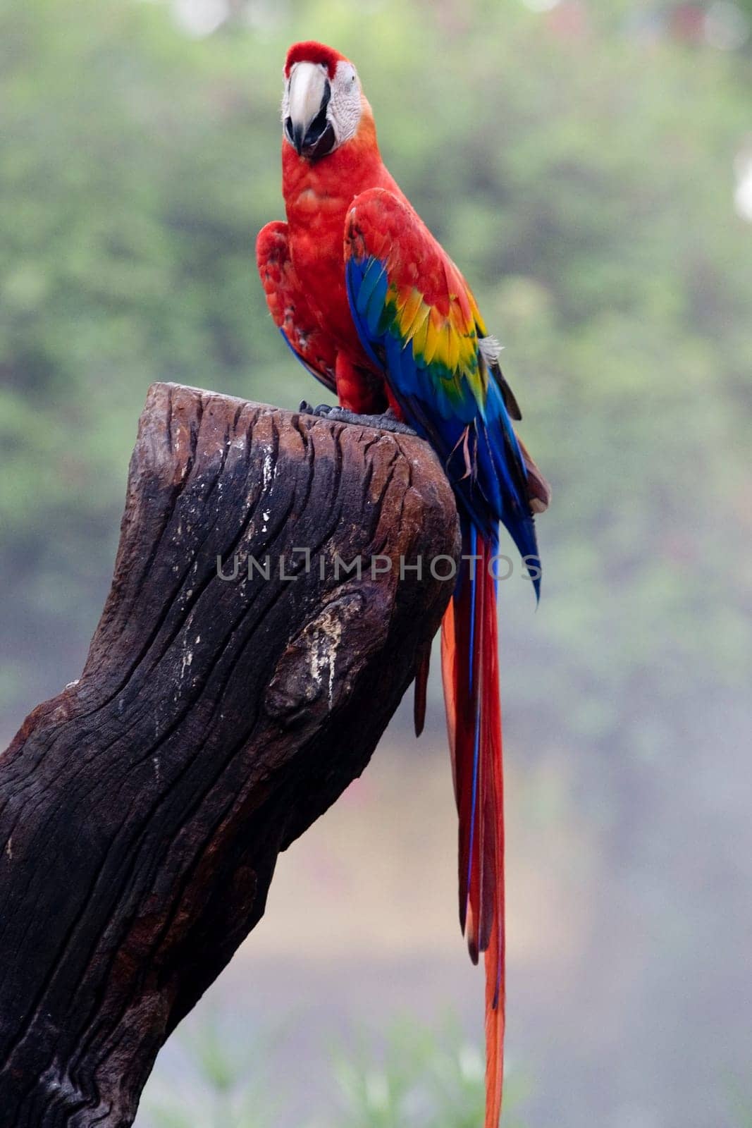 Magnificent parrot outdoors
