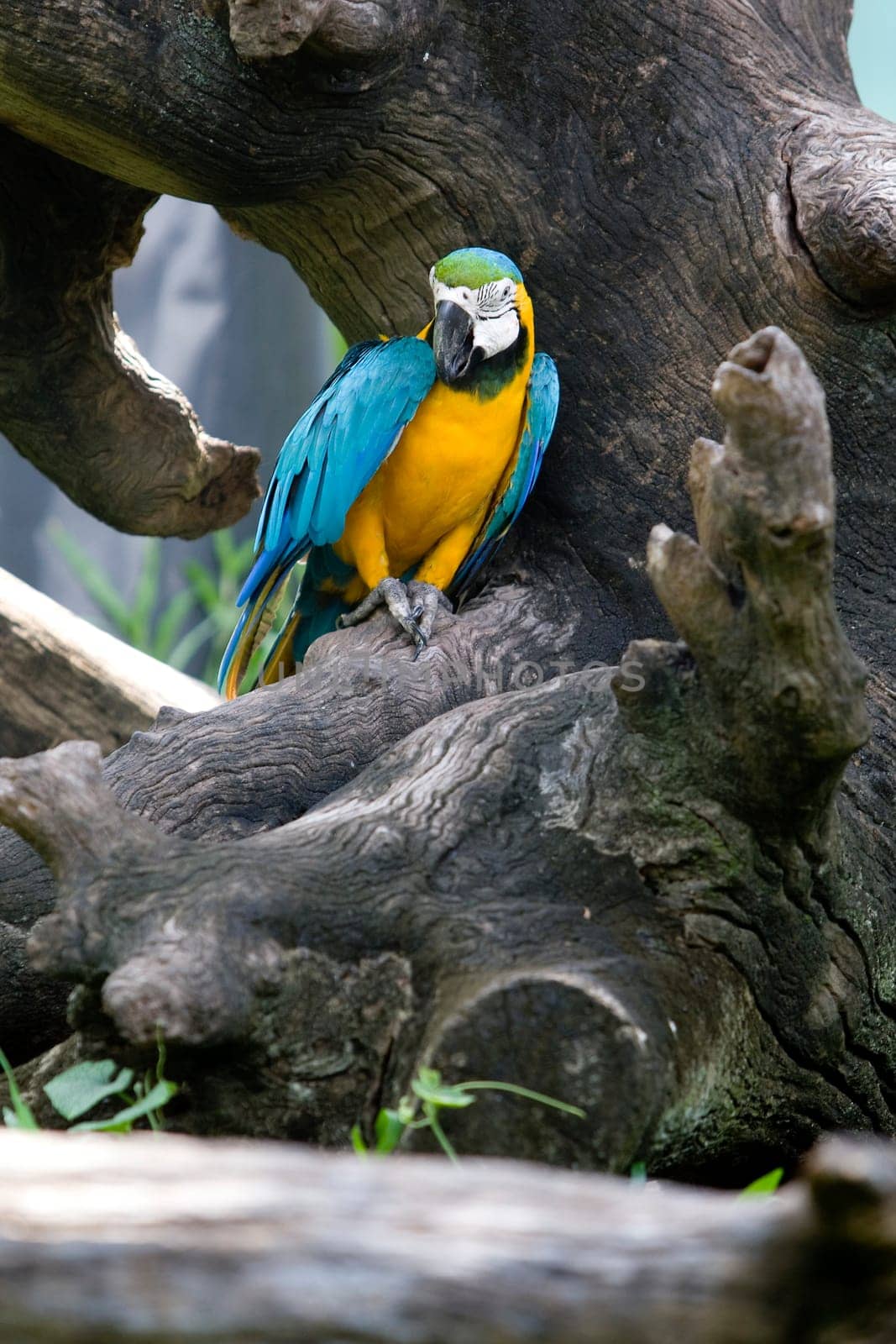 Magnificent parrot outdoors
