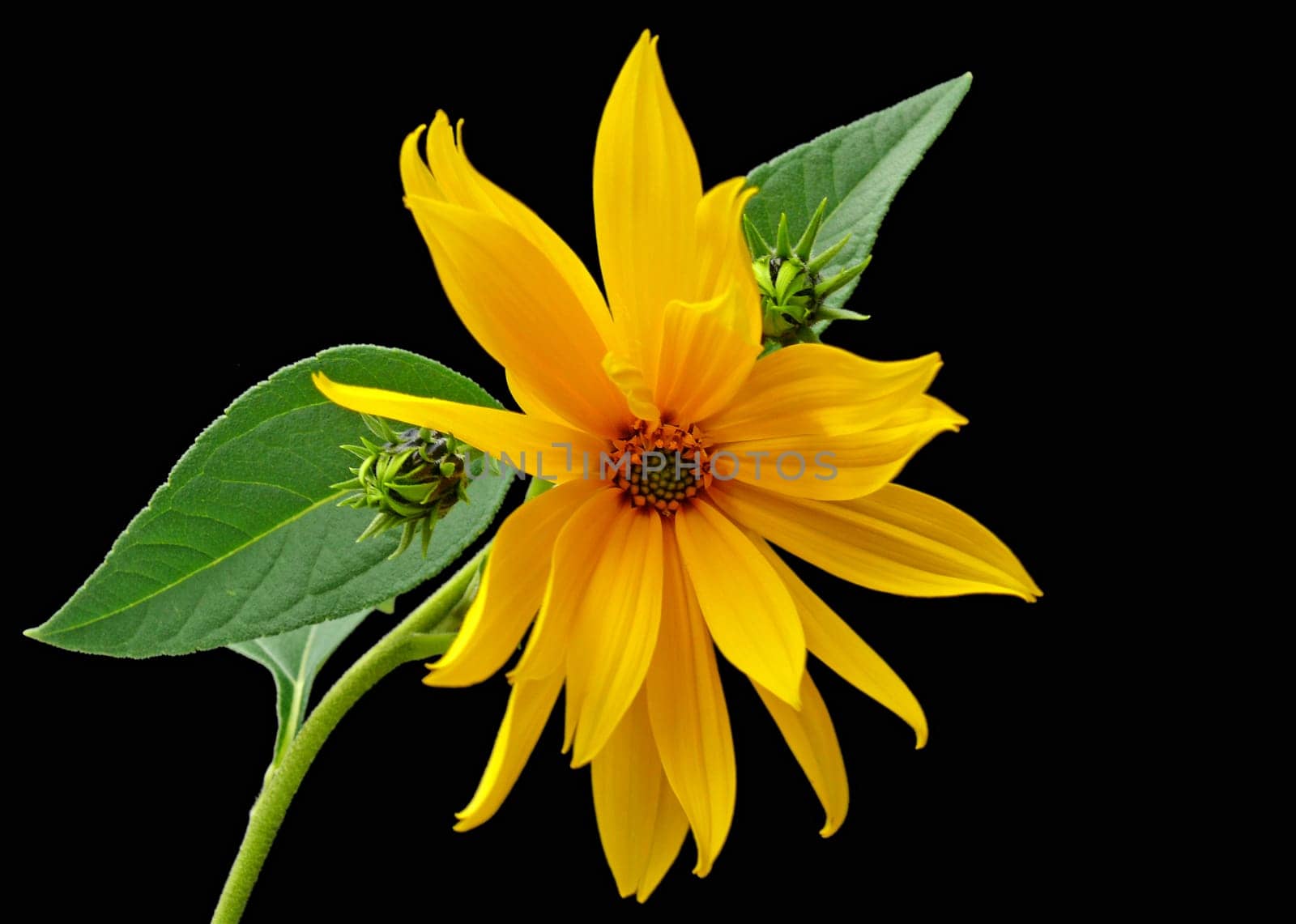 Helianthus tuberosus: the plant with the many names: Jerusalem artichoke,earth pear,horse potato,potato,earth artichoke,earth shock,earth sunflower,eternity potato,Indian tuber,Jerusalem artichoke,small sunflower,tuberous sunflower,sugar kar