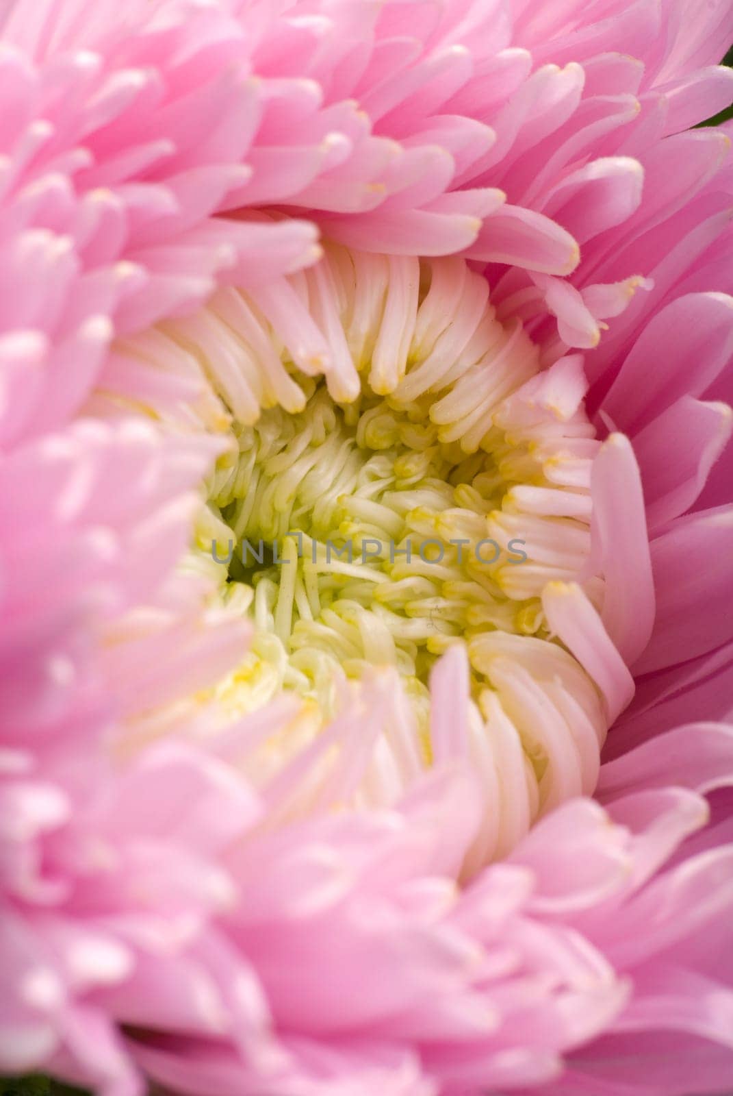 Rosa Dalie - Close-up