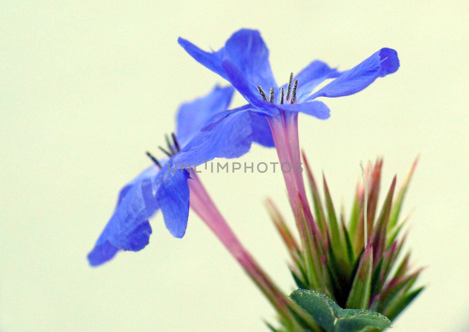 The creeping hornsward or Chinese leadroot blooms from September to October in the color blue,which is rather rare for woody plants. This ground cover is a semi-shrub from western China that grows to a maximum height of 40 cm. He