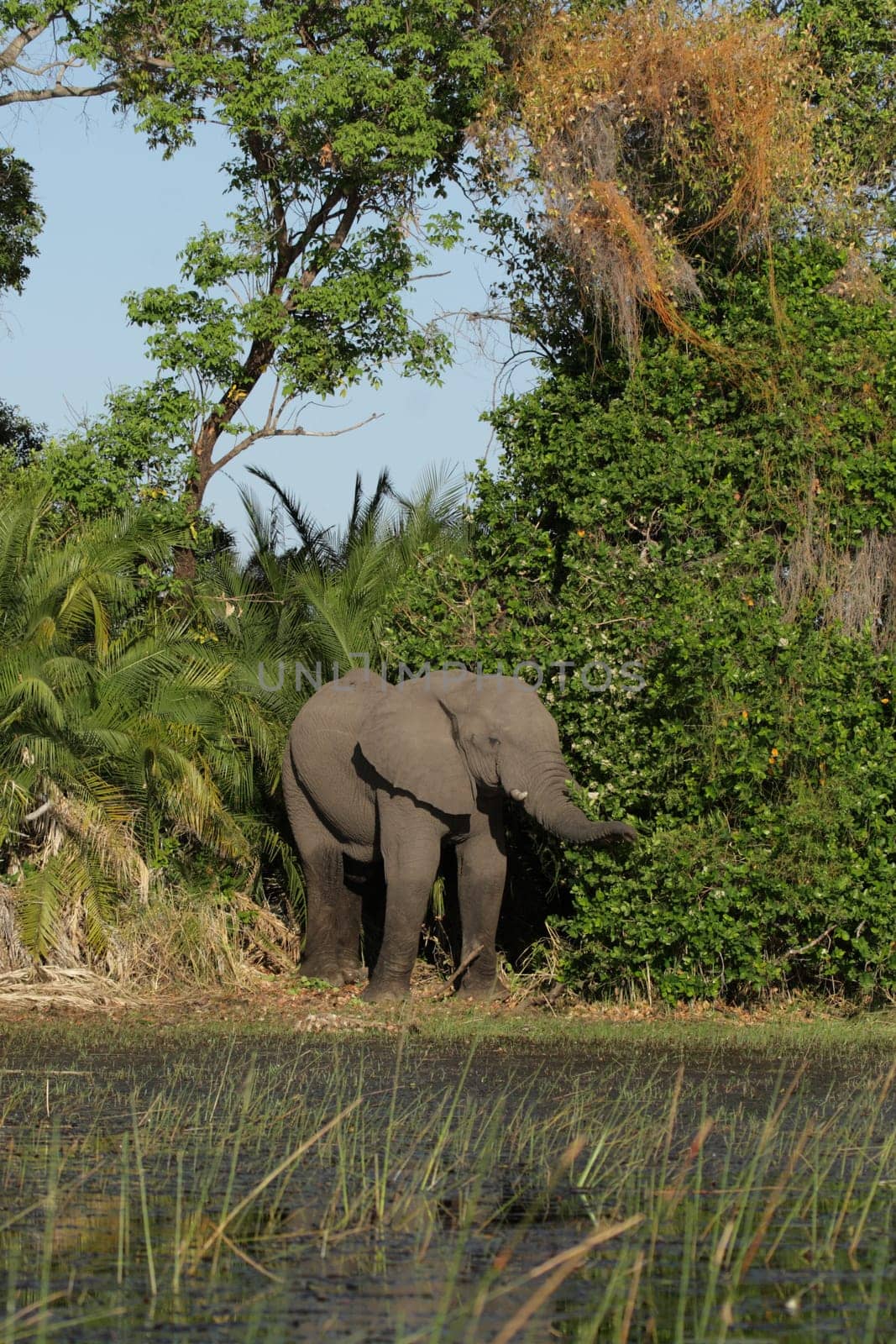 Elephant in the Okavango Delta,Botswana