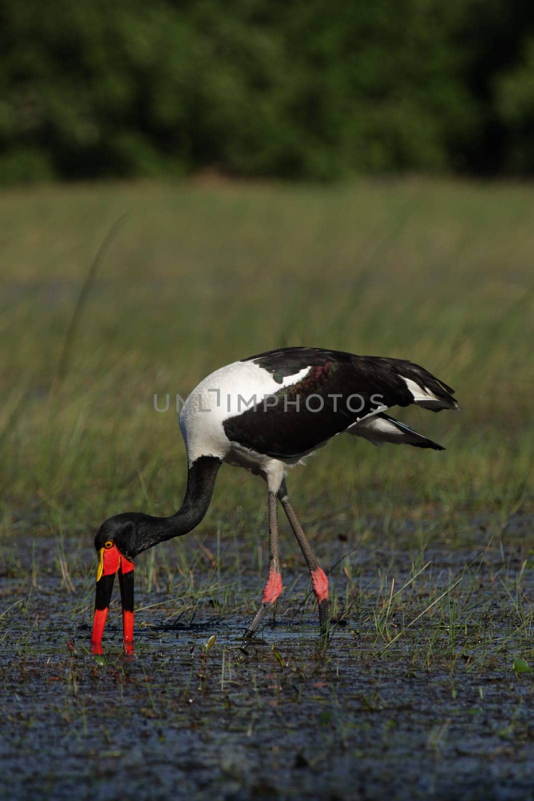 Saddle stork (Ephippiorhynchus senegalensis)