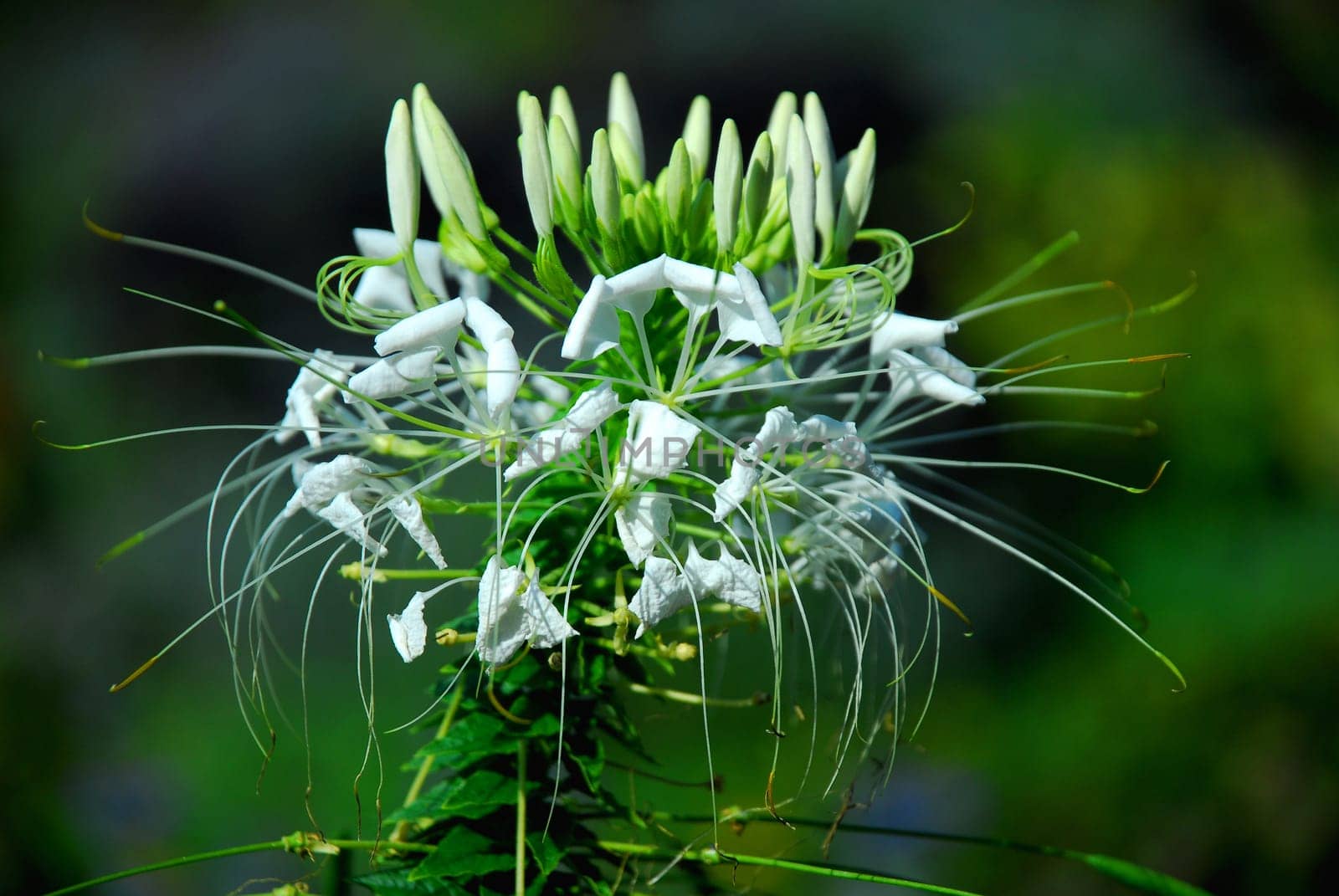 Spider Flower