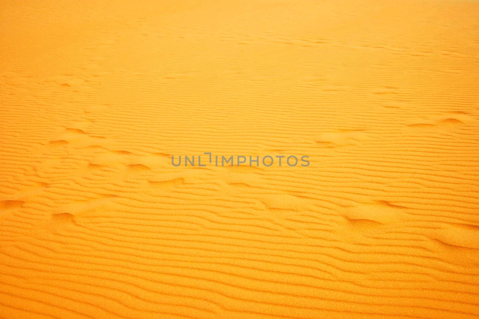Blown tracks in the desert sand,Sahara