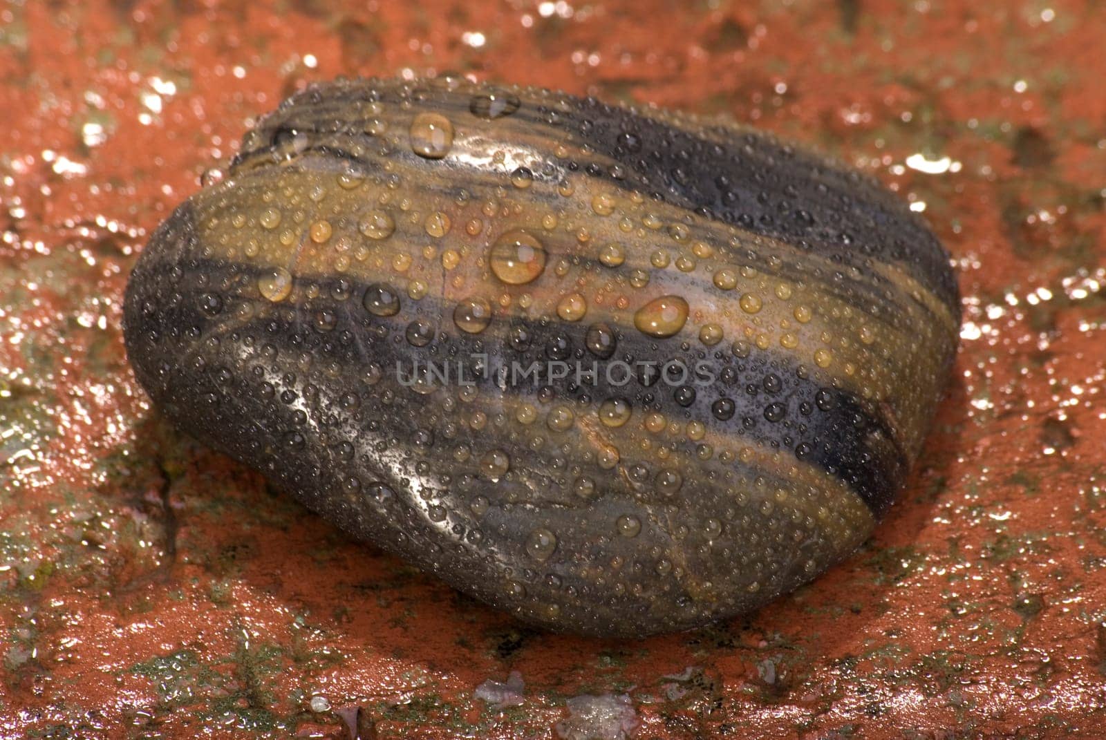 Wet pebble on brick