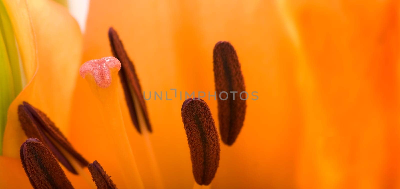 Orange Lily - Macro Shot