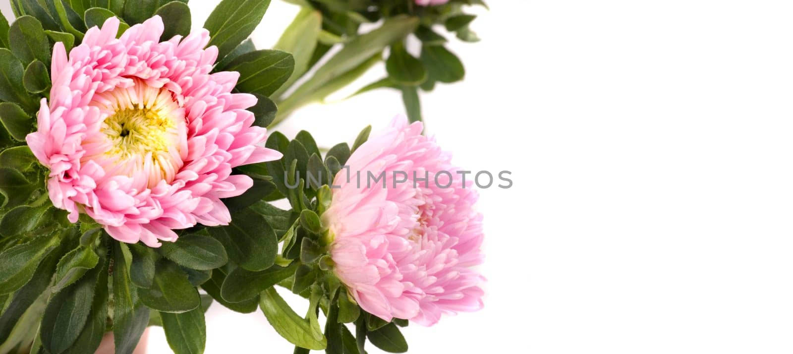 Dahlias - Panorama format