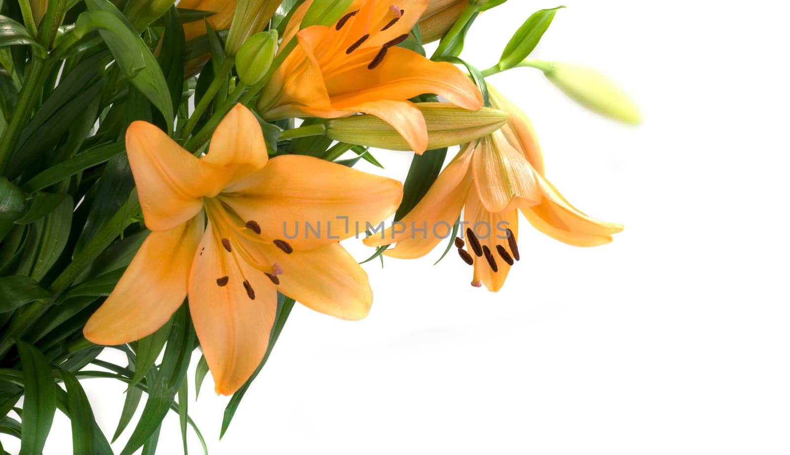 Orange Lilies