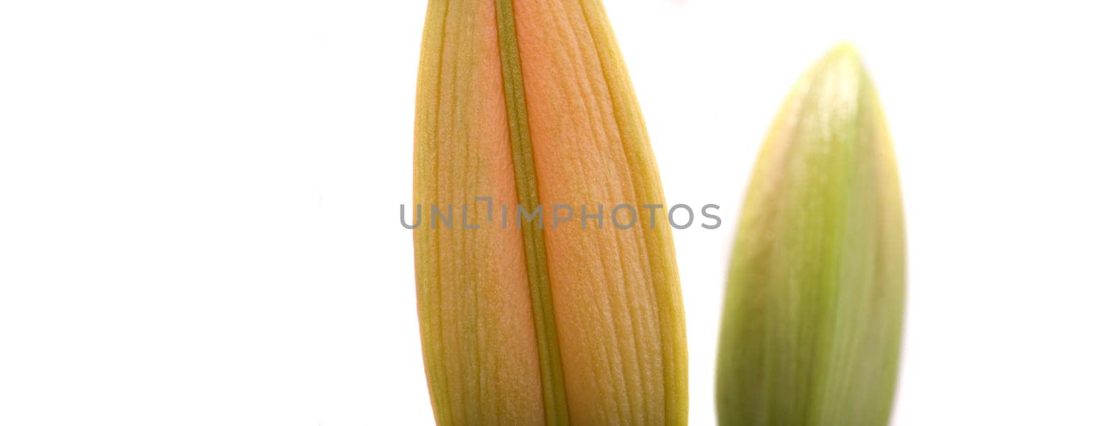 Lily buds panorama format