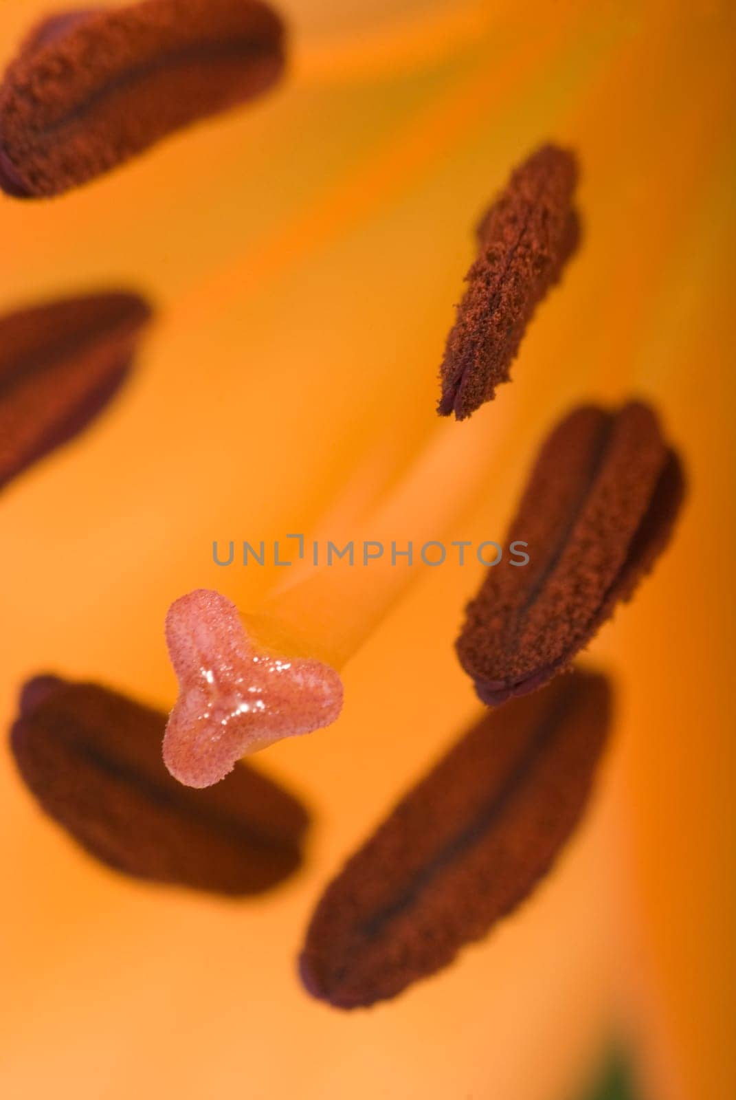 Orange Lily Flower Macro Shot