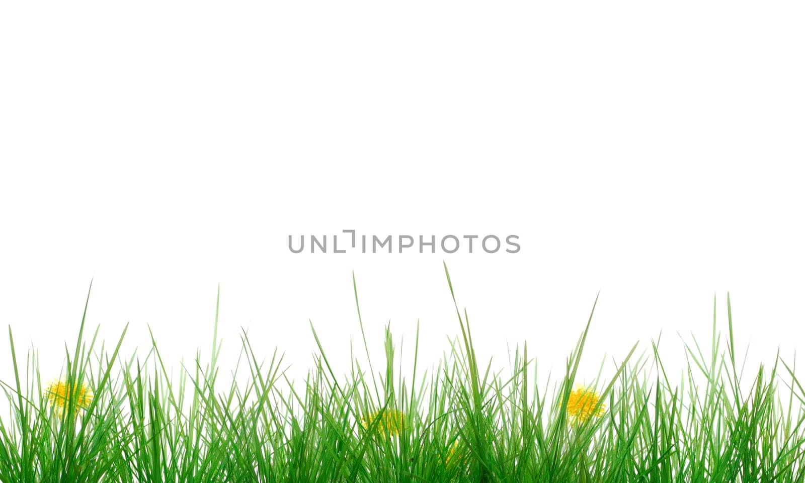 Grass